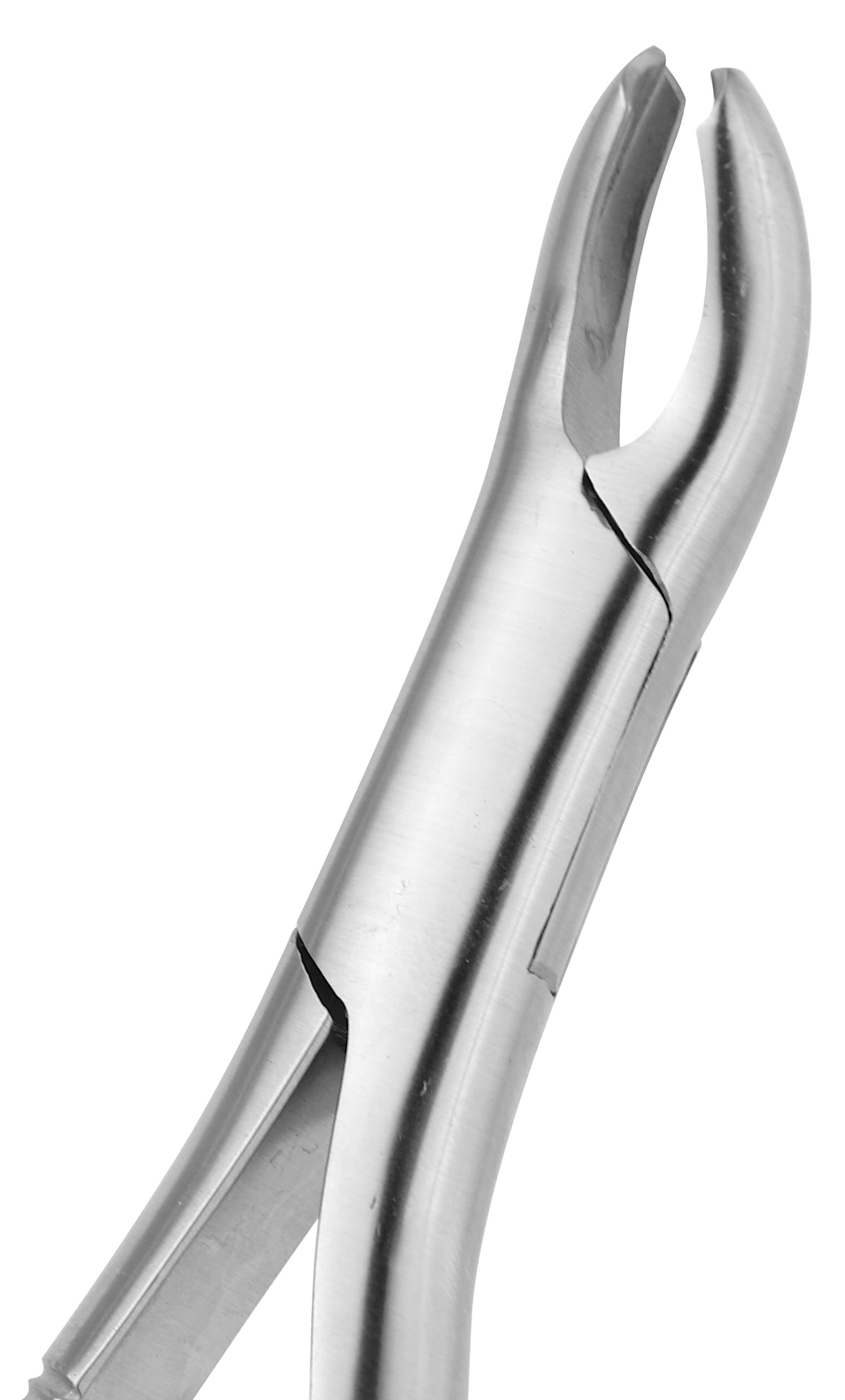 Extraction Forceps 015